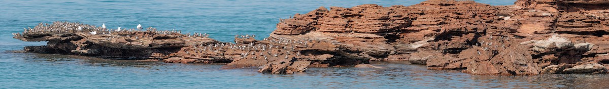 Gray-tailed Tattler - ML609554672