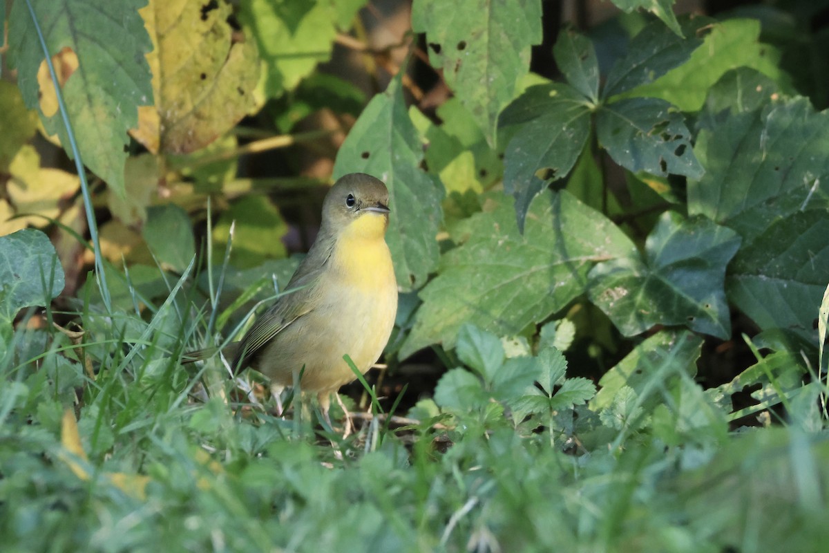 Common Yellowthroat - ML609554683