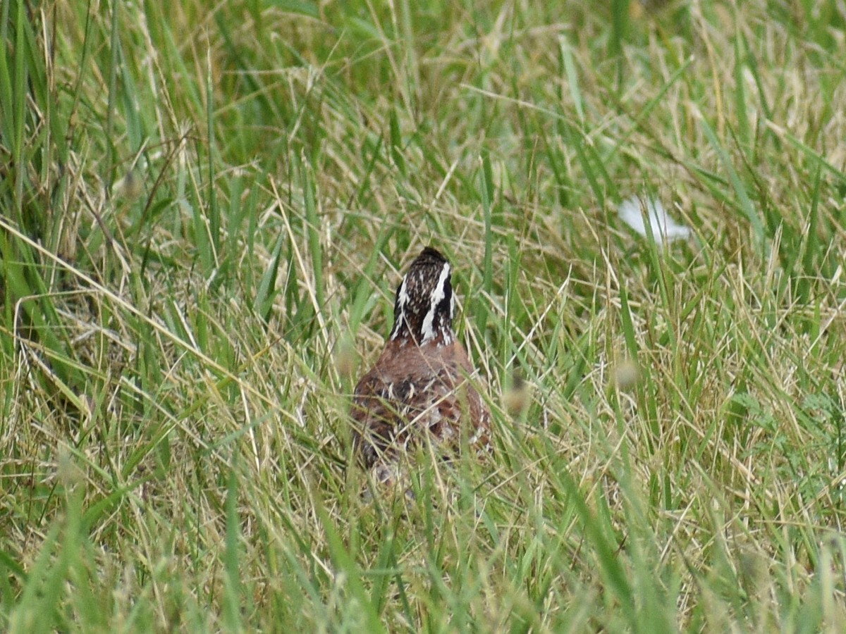 Northern Bobwhite - ML609554822