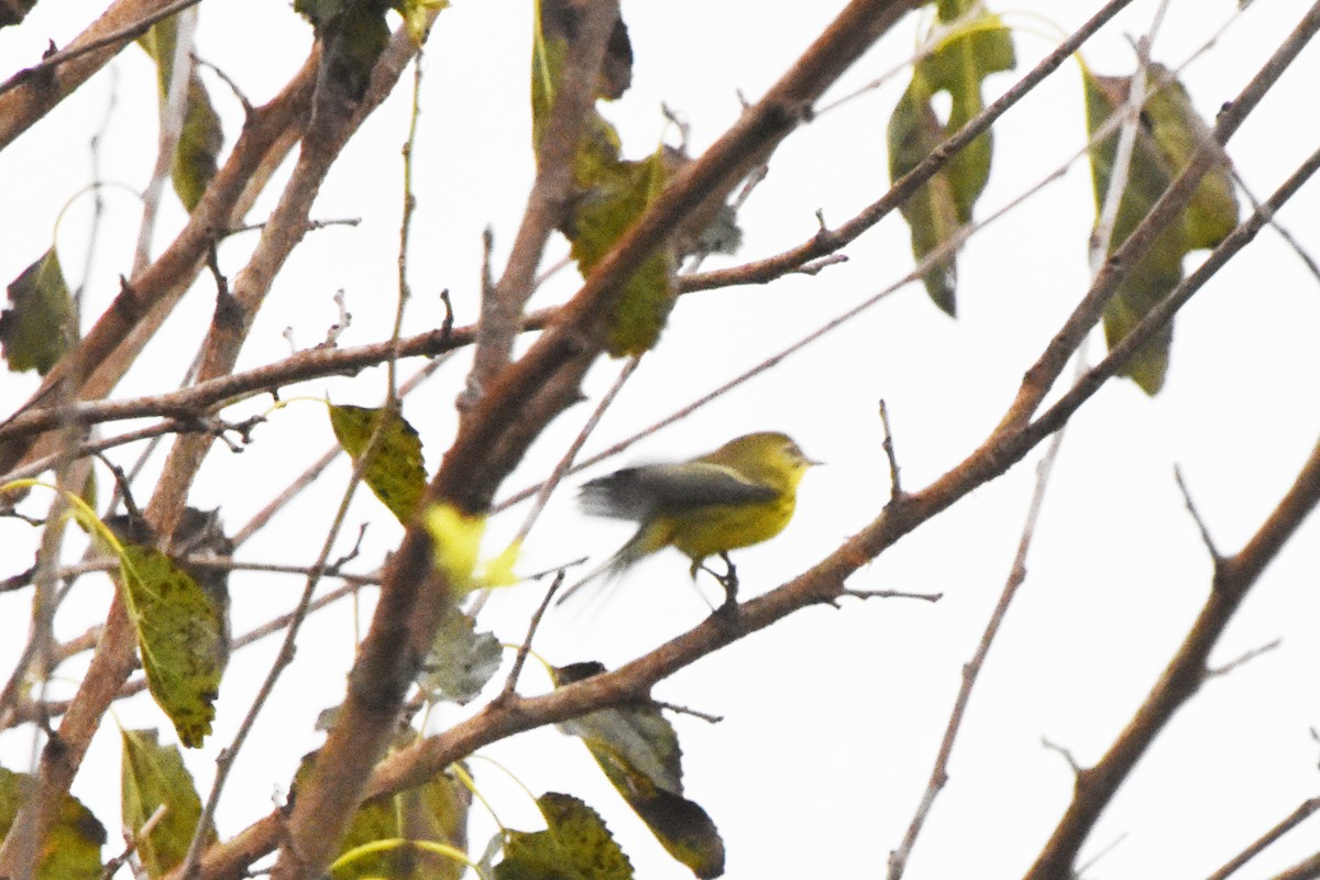 buskparula - ML609554855