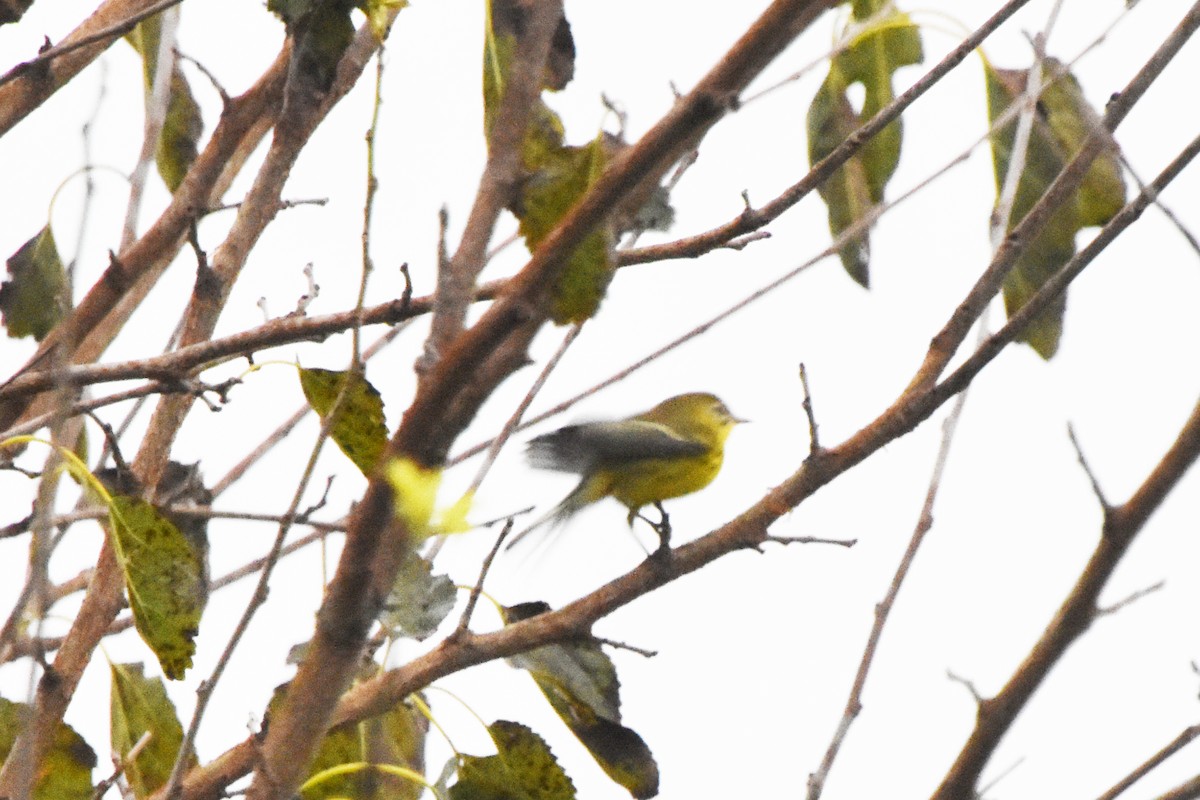 Prairie Warbler - ML609554855