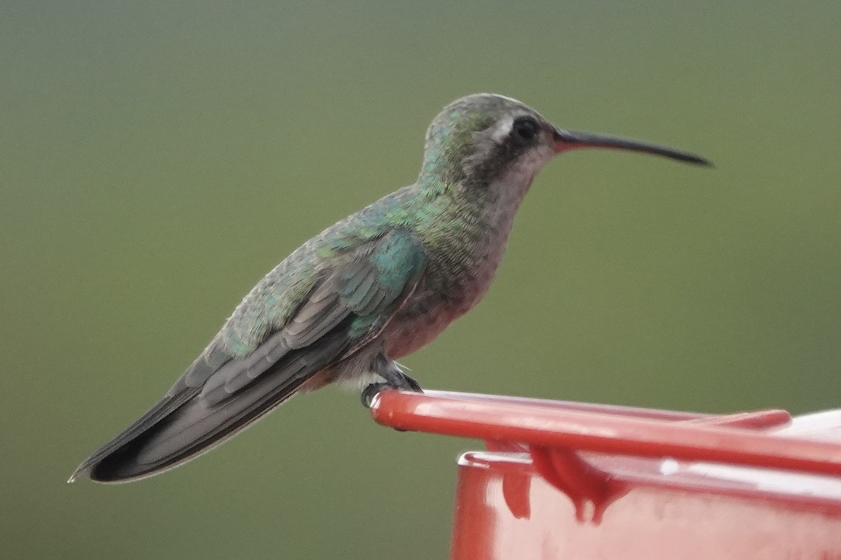 kolibřík širokozobý - ML609554858