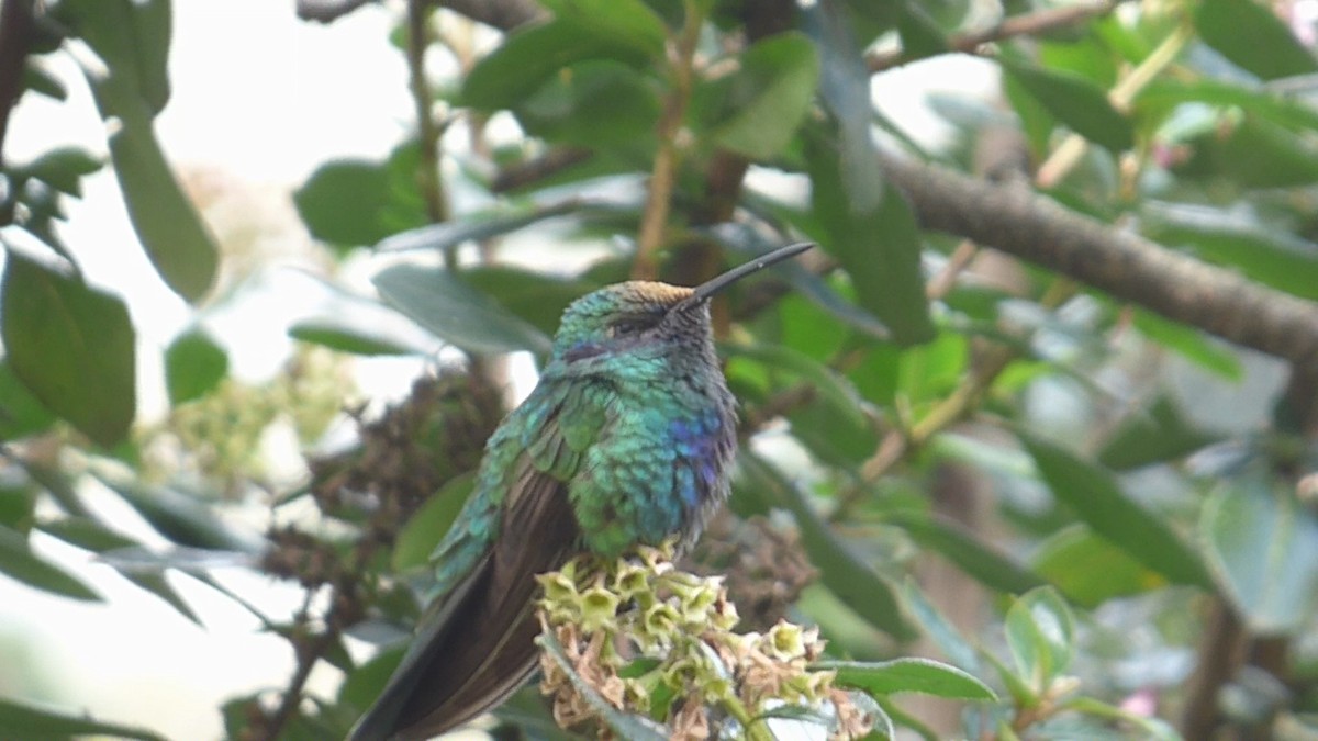 Colibrí Rutilante - ML609554862