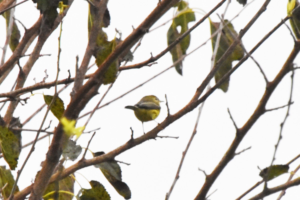 Prairie Warbler - Valerie Burdette