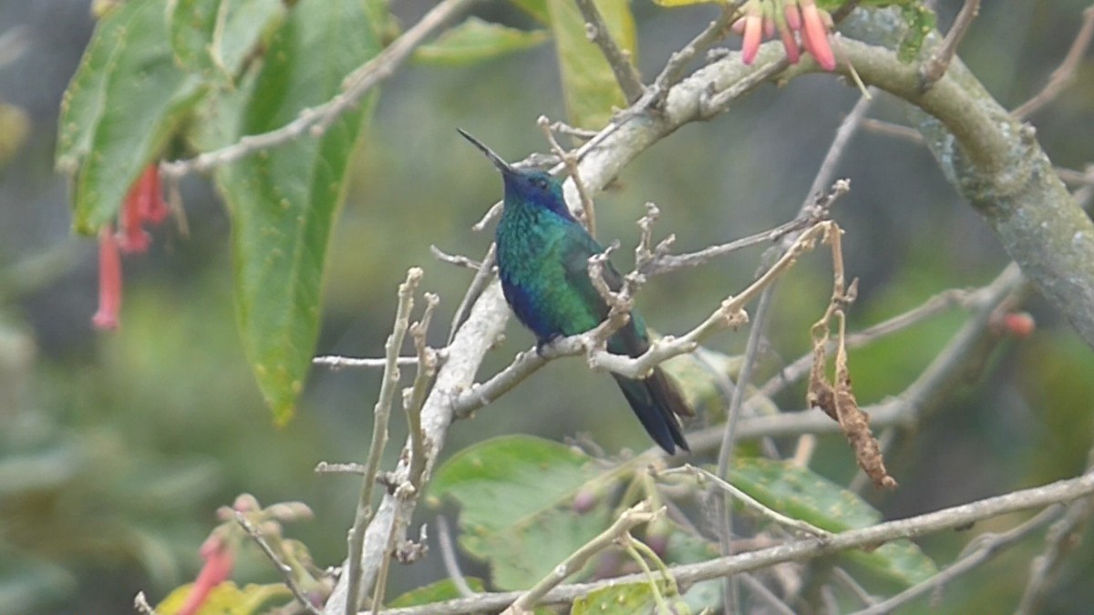 kolibřík modrolící - ML609554869