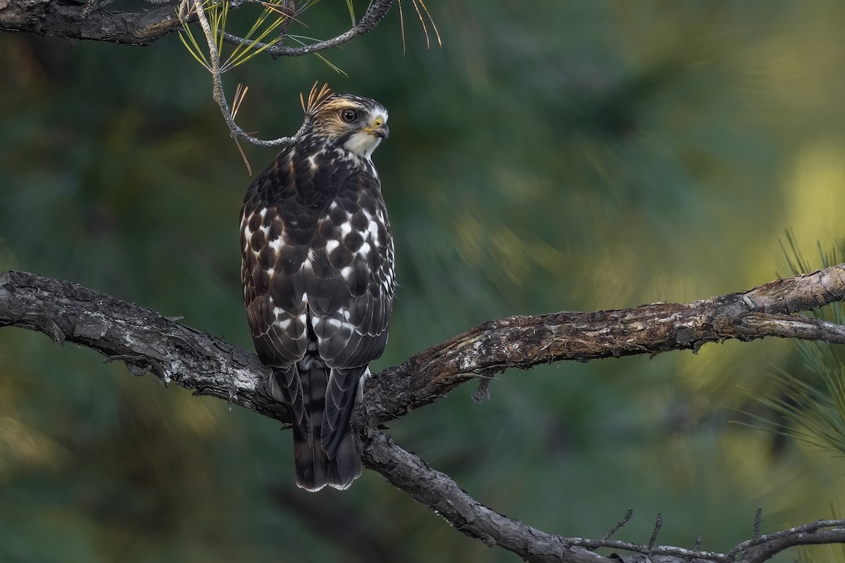 káně širokokřídlá (ssp. platypterus) - ML609554880