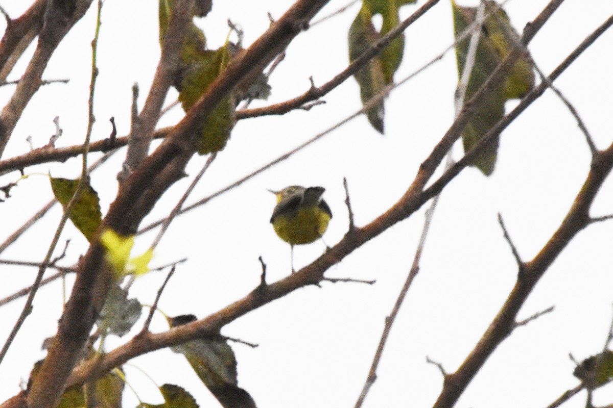 Prairie Warbler - Valerie Burdette