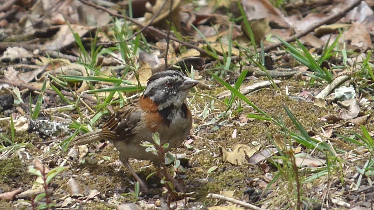 Rufous-collared Sparrow - ML609554906