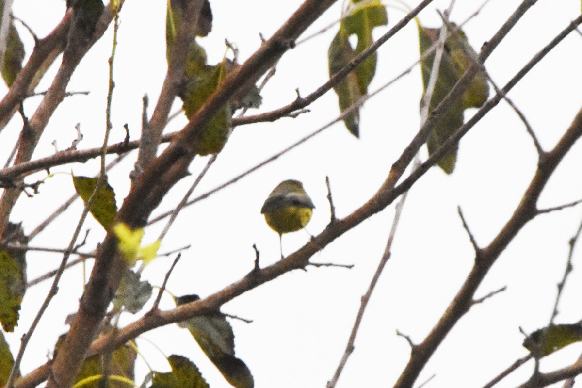buskparula - ML609554910