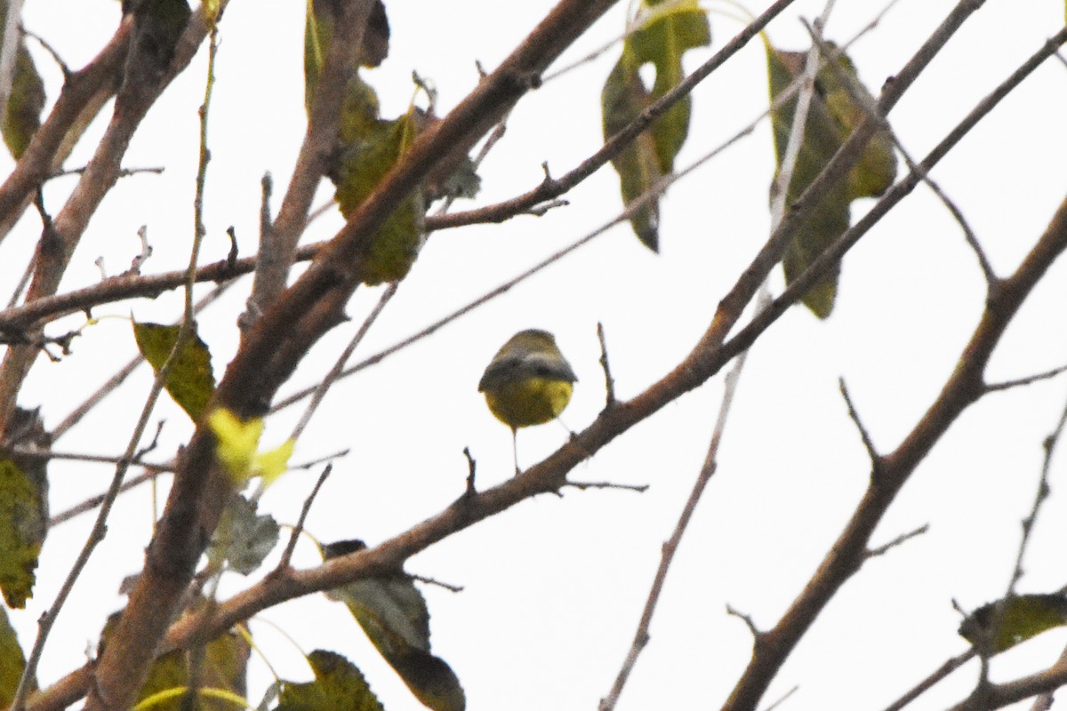 Prairie Warbler - ML609554910