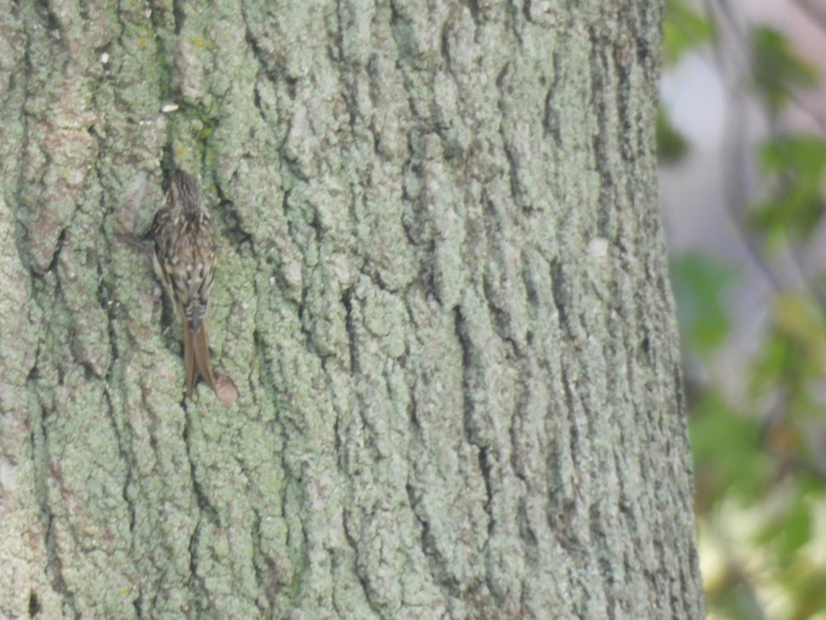 Brown Creeper - ML609554927