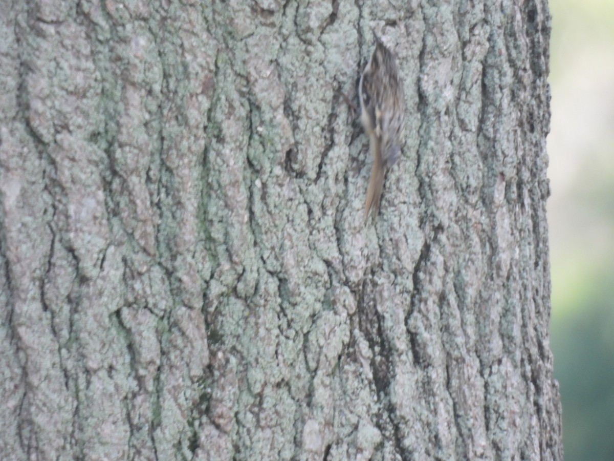 Brown Creeper - ML609554928