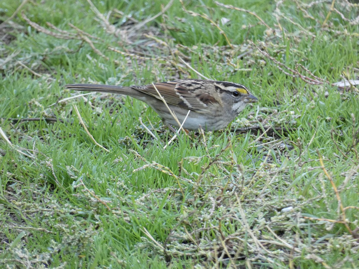 White-throated Sparrow - ML609554934