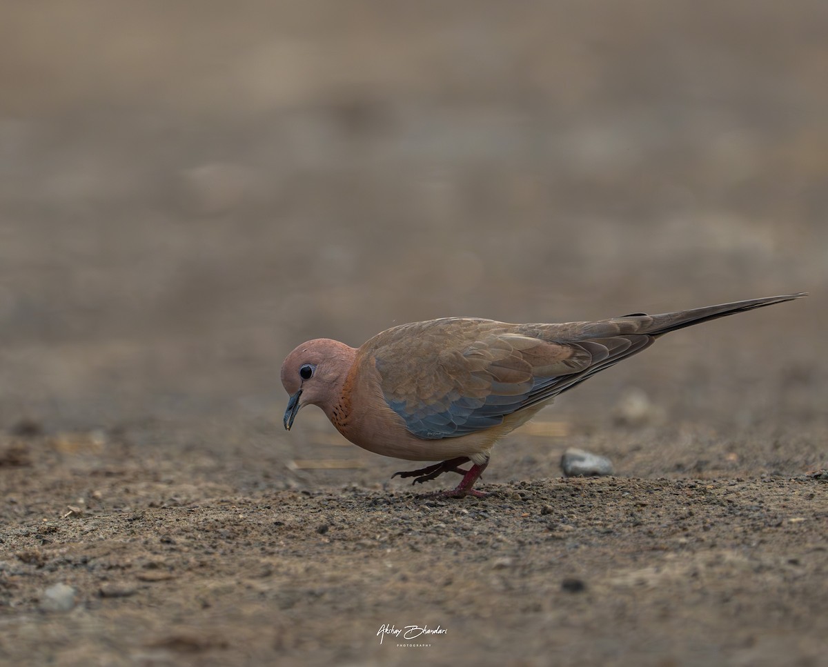 Laughing Dove - ML609555022
