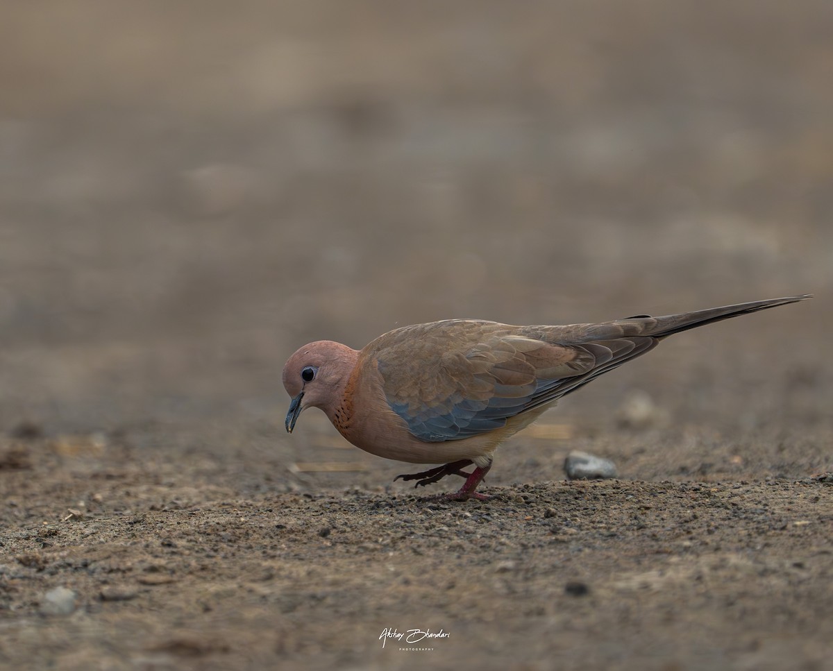 Laughing Dove - Akshay Bhandari