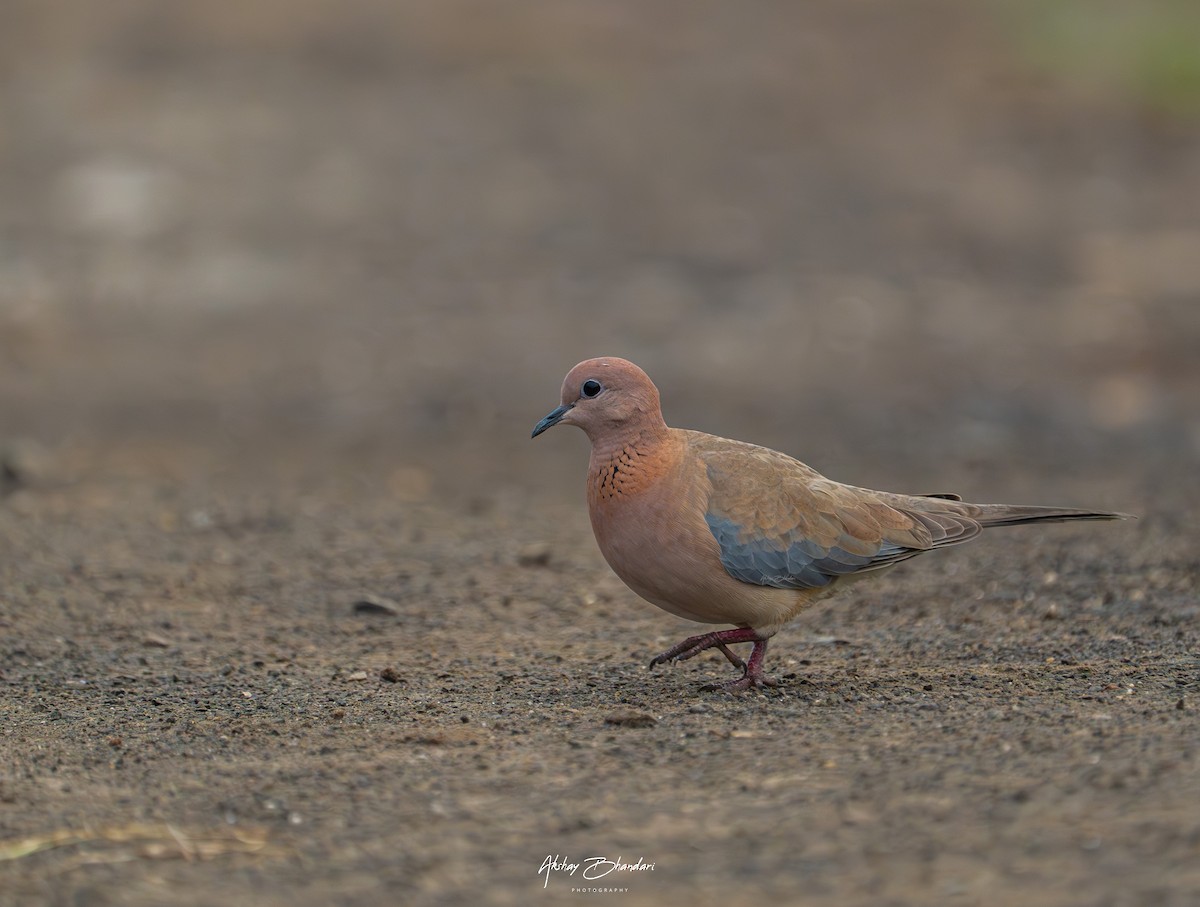 Tórtola Senegalesa - ML609555024