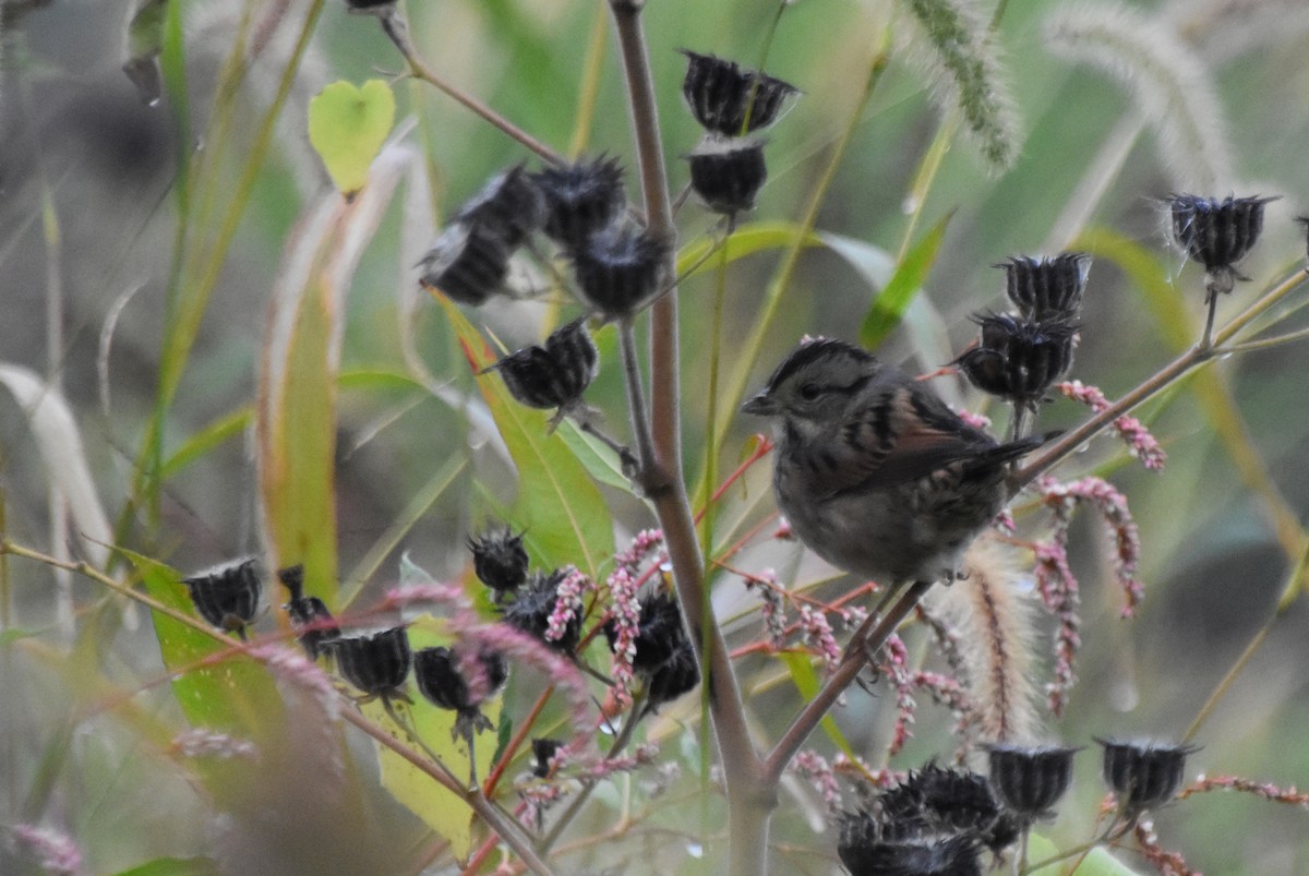 Swamp Sparrow - ML609555118