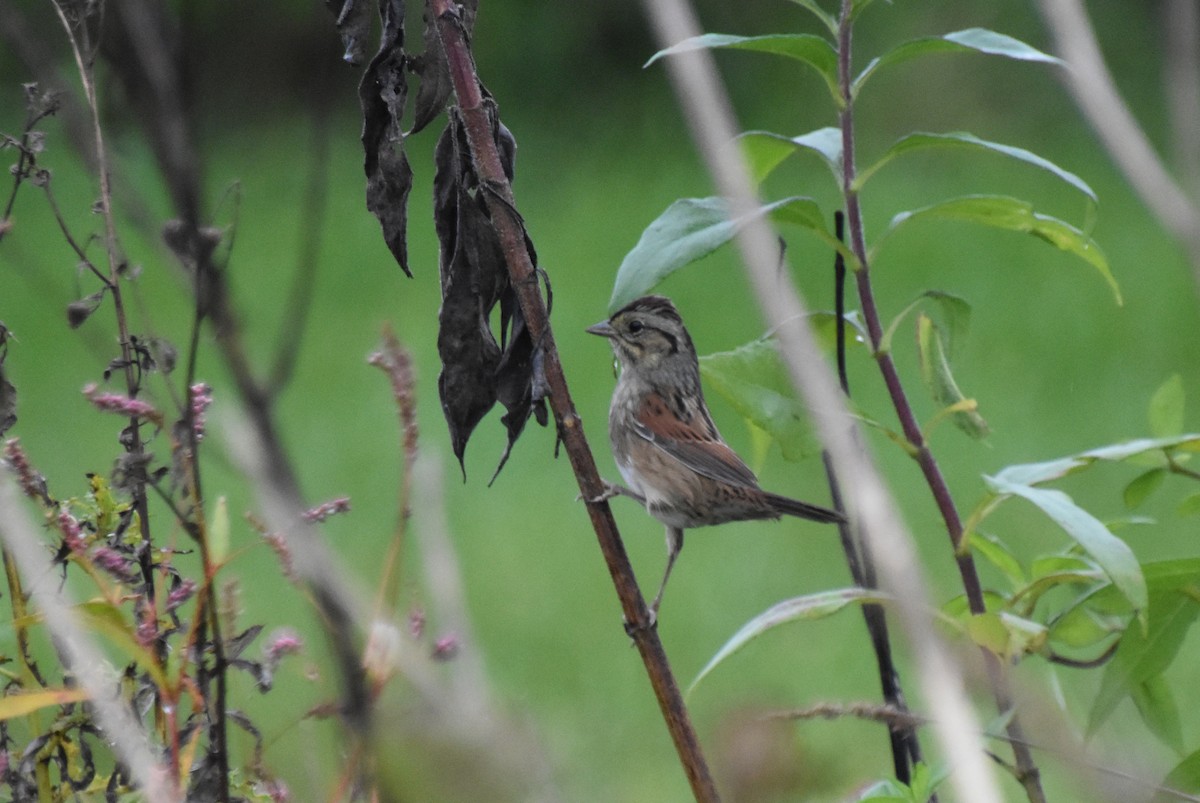 Swamp Sparrow - ML609555134