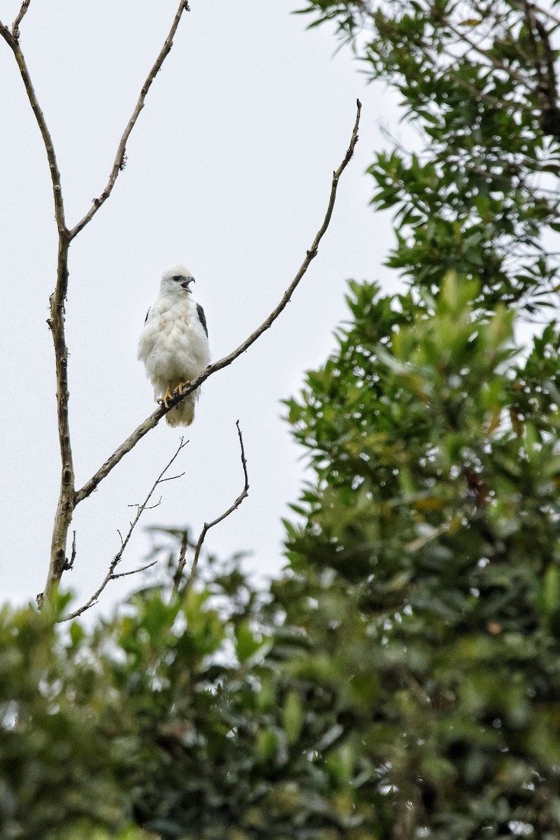 Mantled Hawk - ML609555137