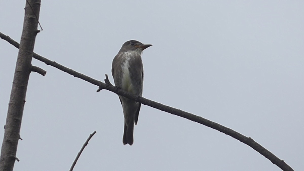 Olive-sided Flycatcher - ML609555146