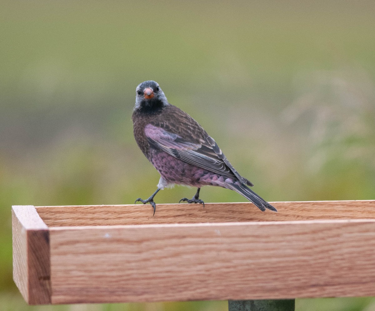 Gray-crowned Rosy-Finch (Aleutian and Kodiak Is.) - Clive Harris