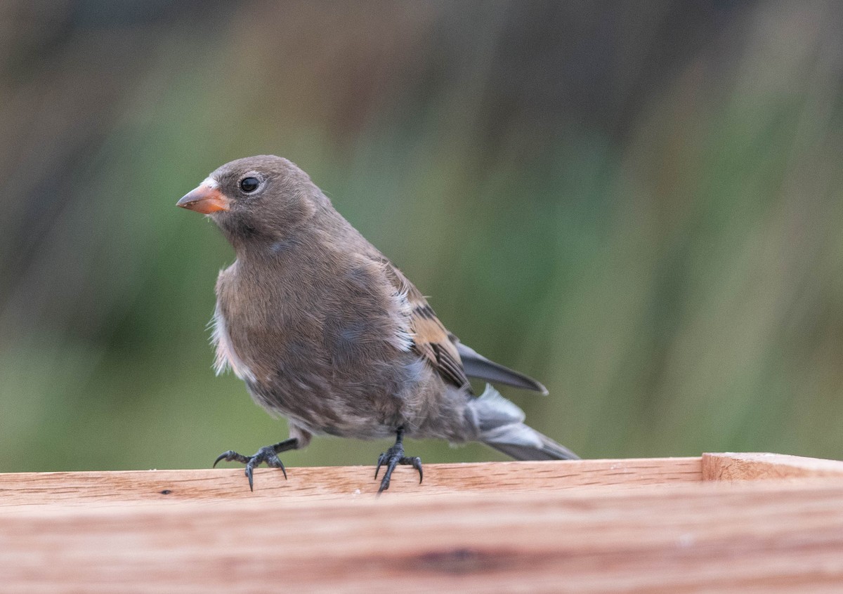 Gray-crowned Rosy-Finch (Aleutian and Kodiak Is.) - Clive Harris