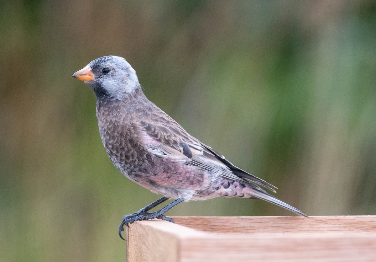 Gray-crowned Rosy-Finch (Aleutian and Kodiak Is.) - Clive Harris