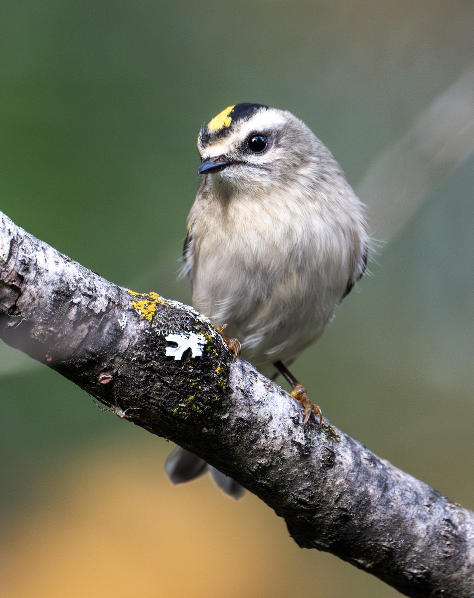 Golden-crowned Kinglet - Greg Courtney