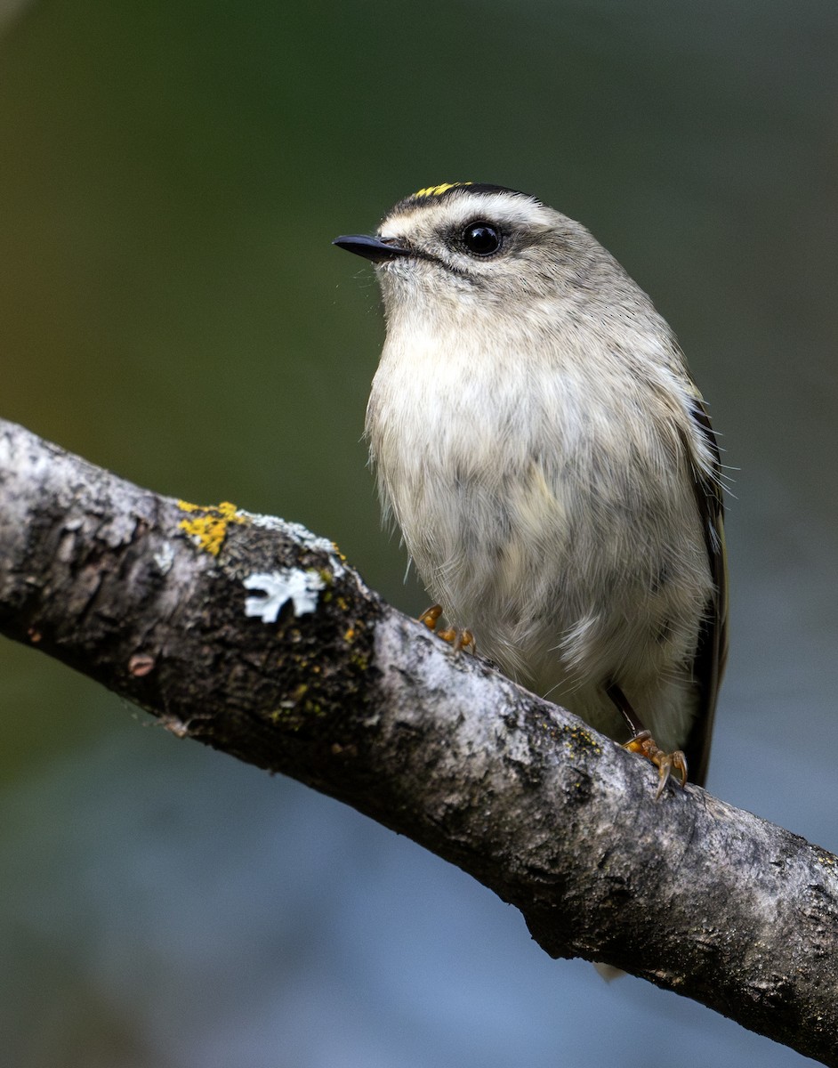 Golden-crowned Kinglet - Greg Courtney