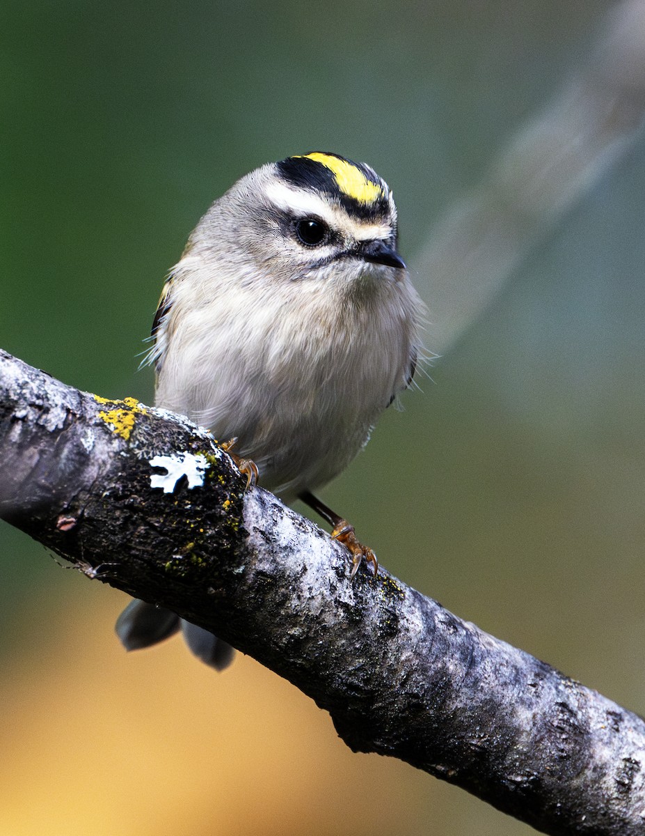 Golden-crowned Kinglet - Greg Courtney