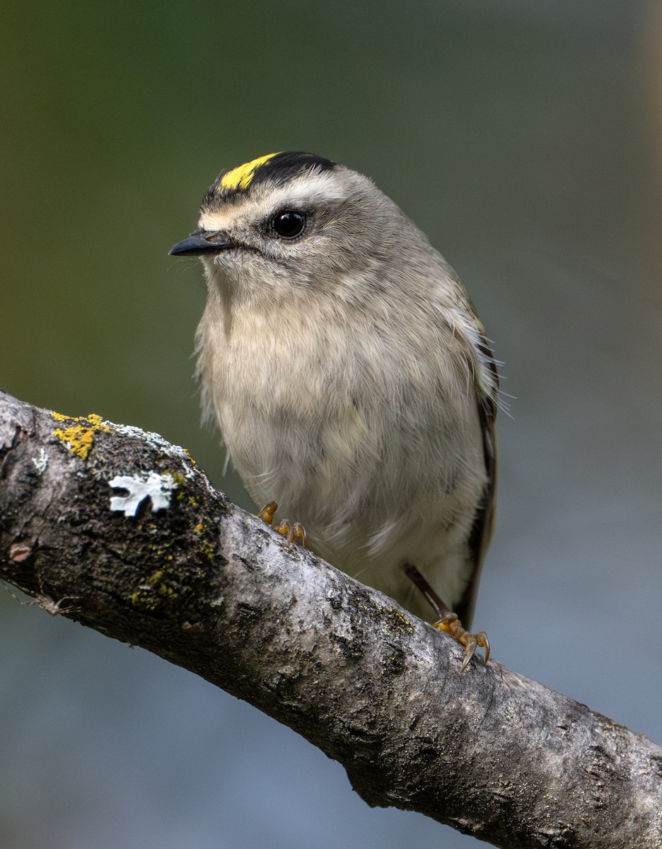 Golden-crowned Kinglet - Greg Courtney