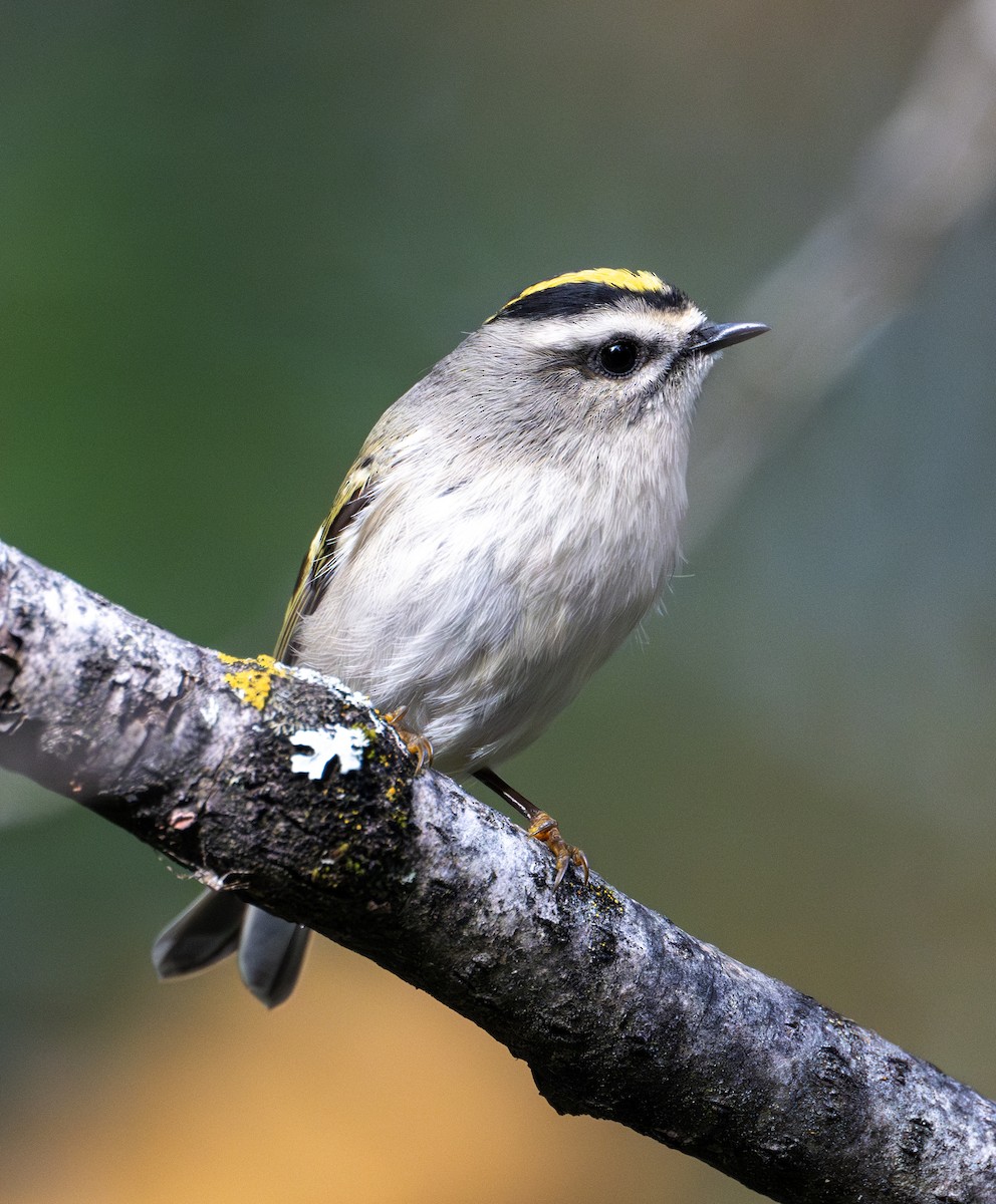 Golden-crowned Kinglet - Greg Courtney