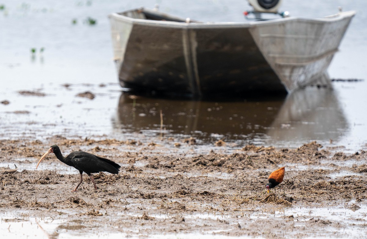 Bare-faced Ibis - ML609555315