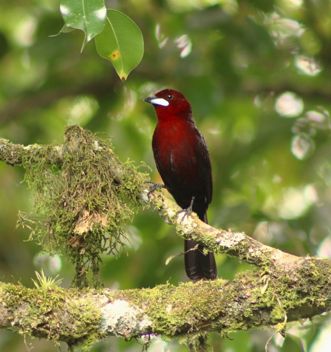 Silver-beaked Tanager - ML609555357