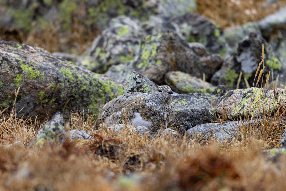 White-tailed Ptarmigan - ML609555368