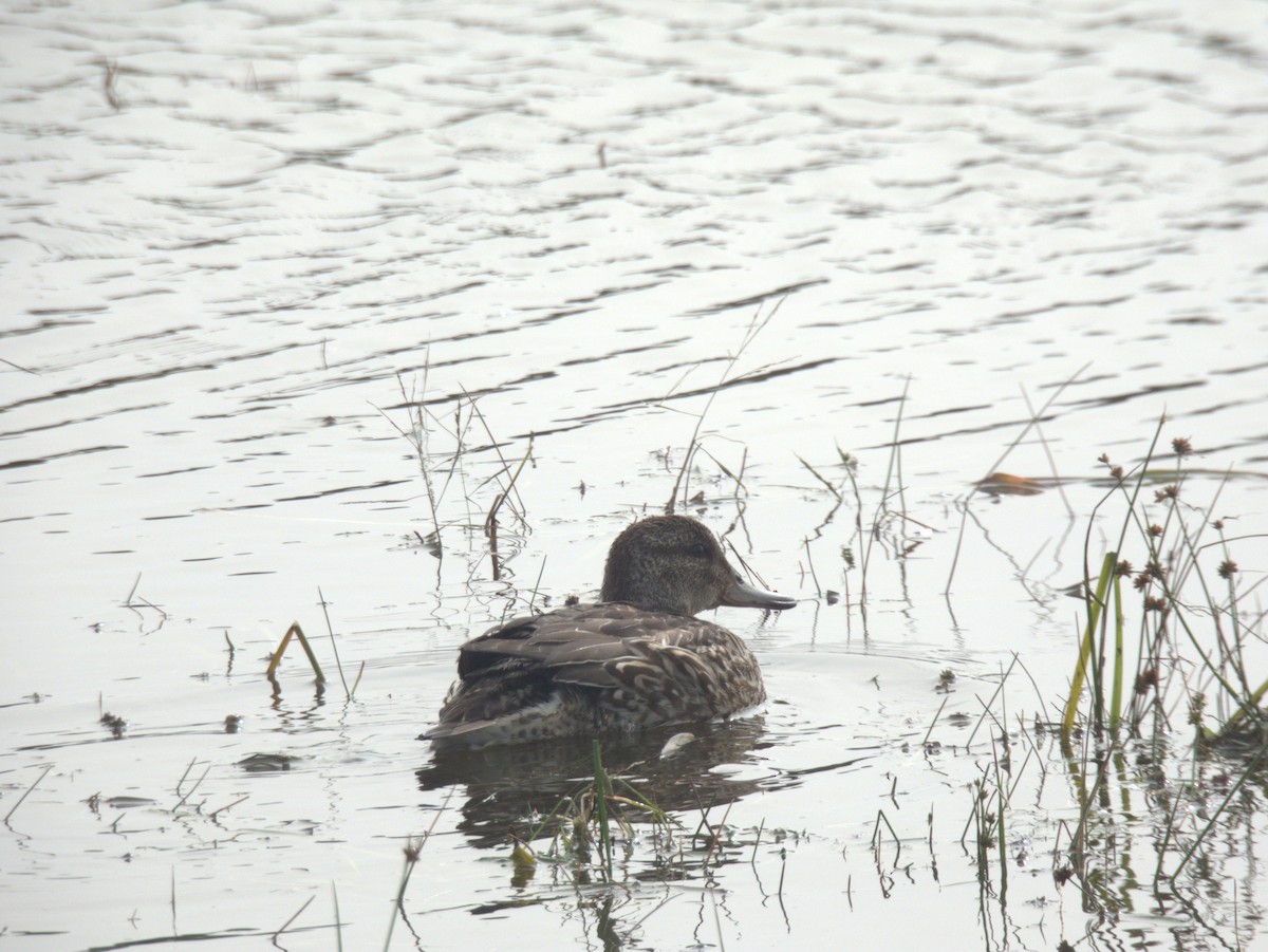 Green-winged Teal - ML609555381