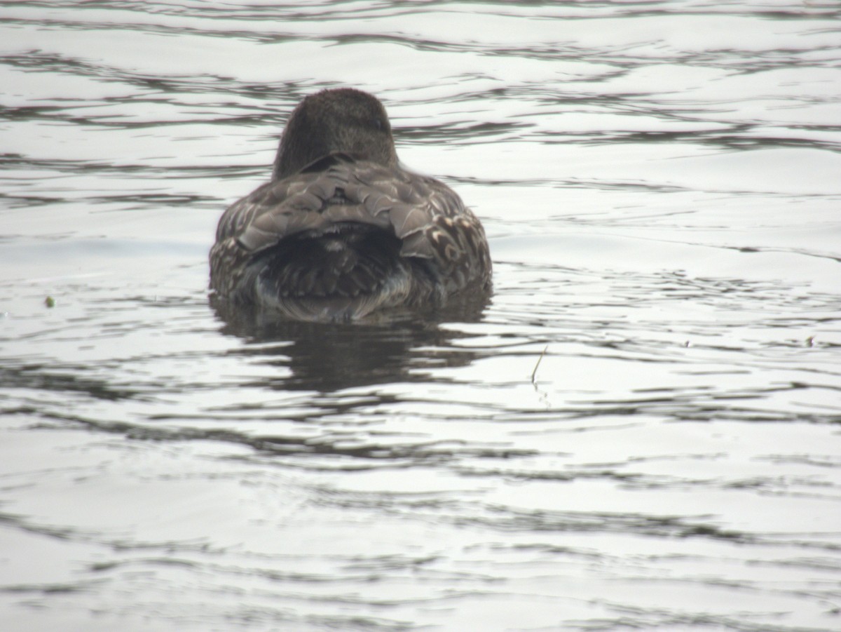 Green-winged Teal - ML609555383