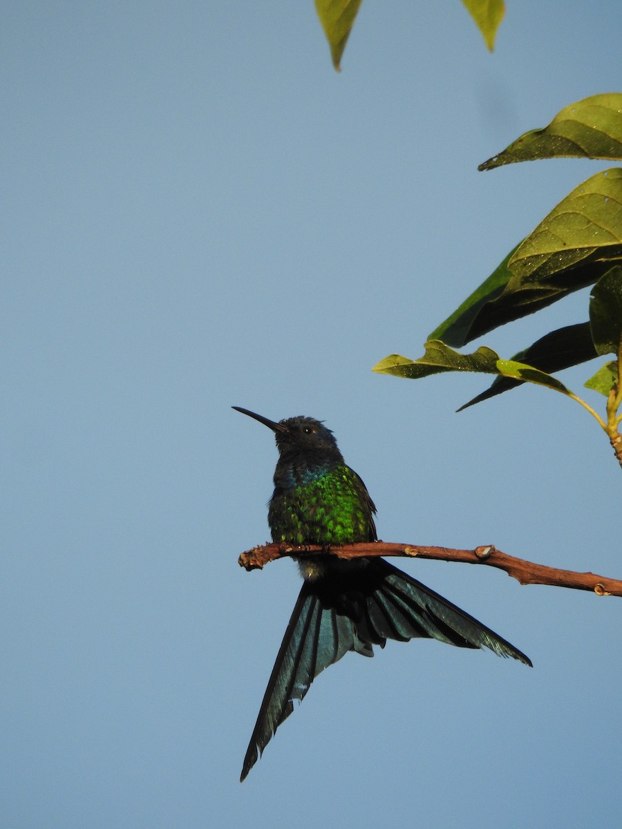 Swallow-tailed Hummingbird - ML609555386