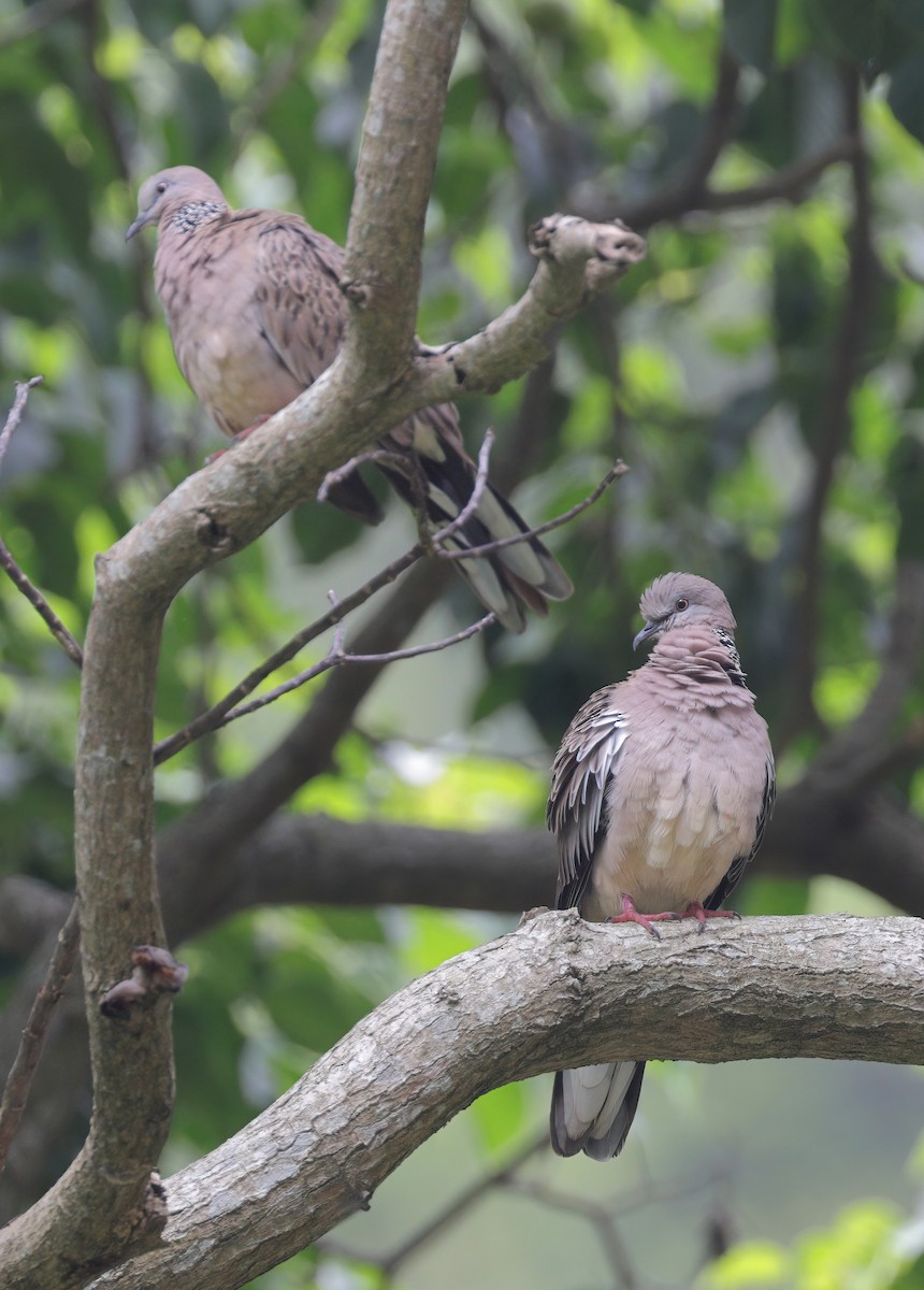 Spotted Dove - sheau torng lim