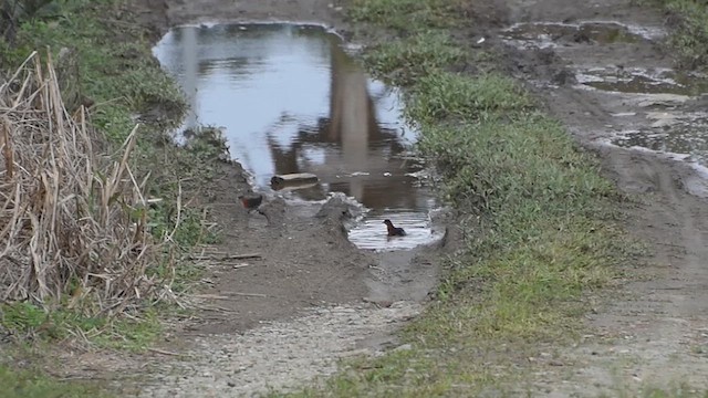 White-throated Crake - ML609555480