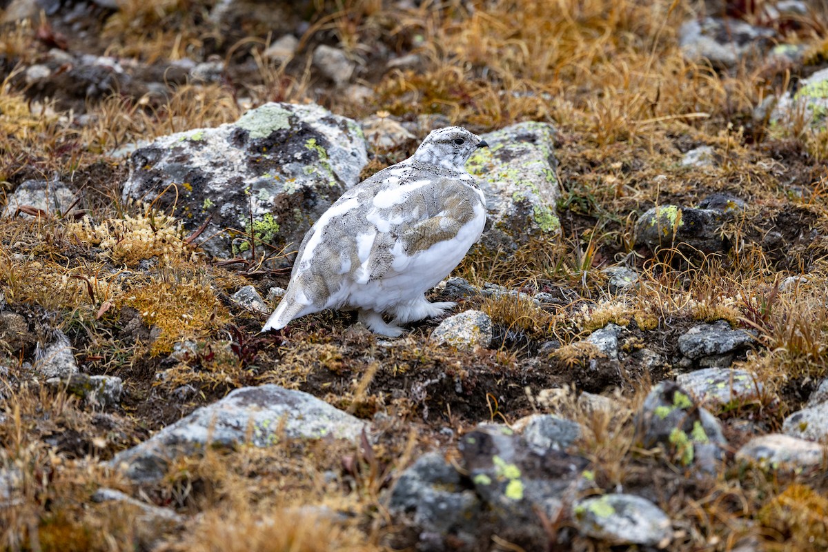 White-tailed Ptarmigan - ML609555499