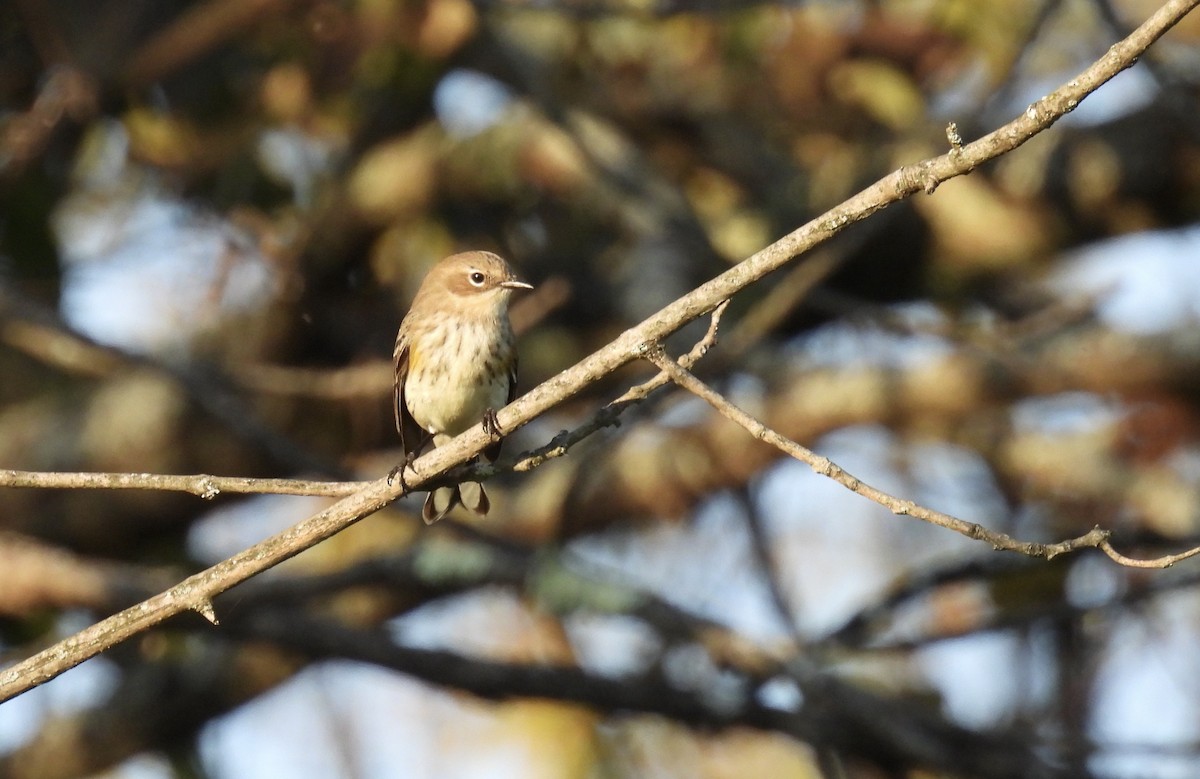 Yellow-rumped Warbler - Barb Stone