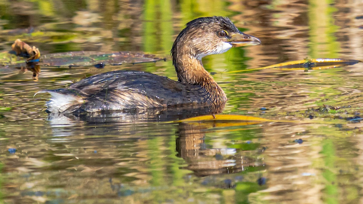 Pied-billed Grebe - ML609555615