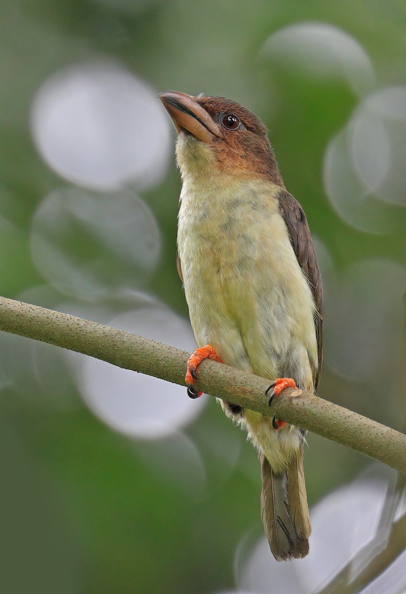 barbet tmavý - ML609555643