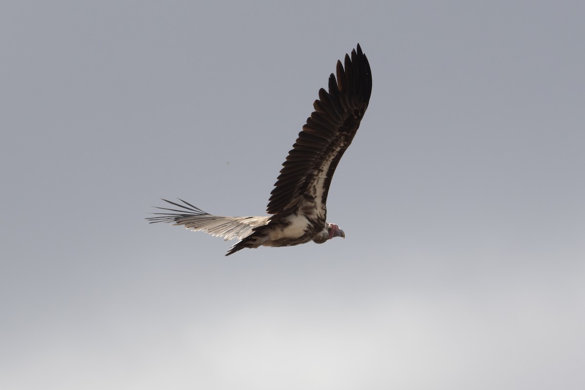 Lappet-faced Vulture - ML609555654