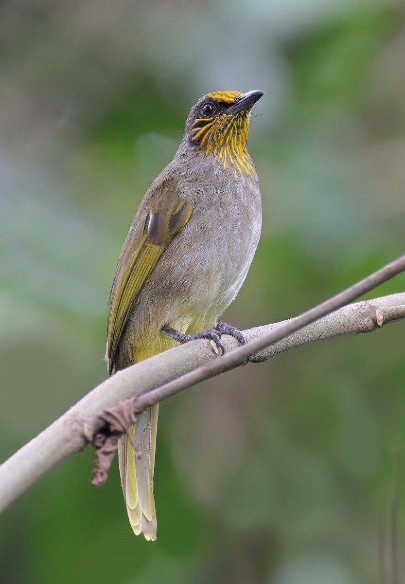 Stripe-throated Bulbul - sheau torng lim