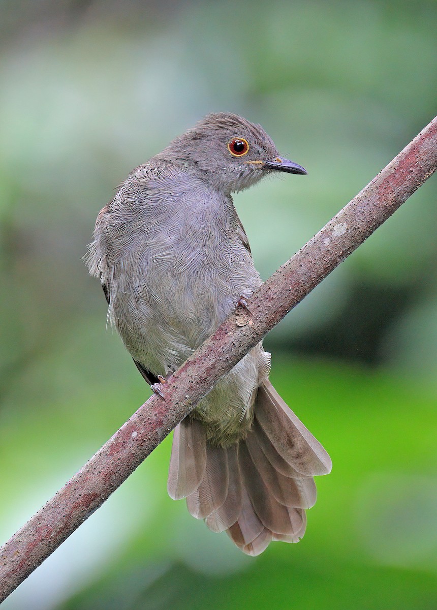 Spectacled Bulbul - ML609555672