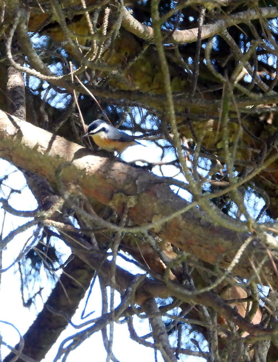 Red-breasted Nuthatch - ML609555689