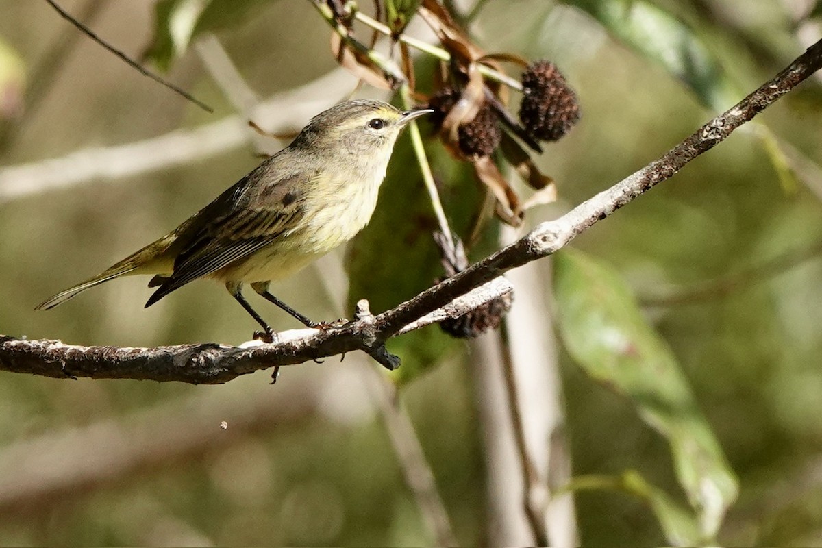 Palmenwaldsänger - ML609555709