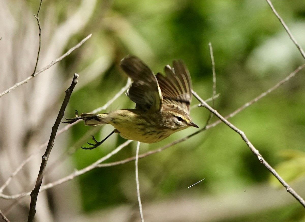 Palm Warbler - ML609555710